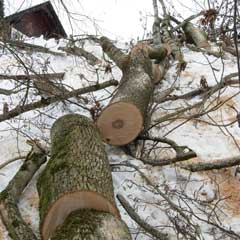 Esche, gefällt Februar 2009 - Klicken für grössere Darstellung...